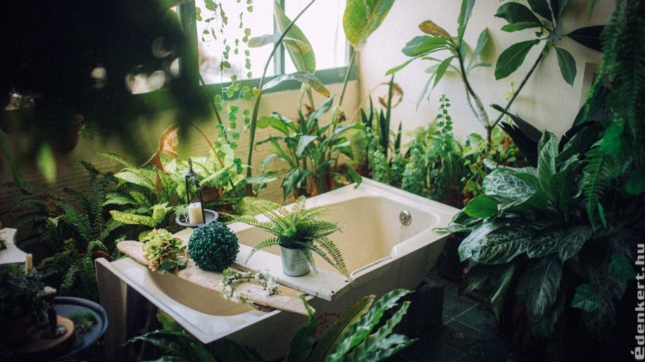 Ezeket a szobanövényeket tedd a fürdőszobába!