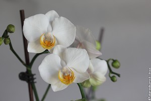 Így lesz meseszép az orchidea! Hoztunk 10 tippet