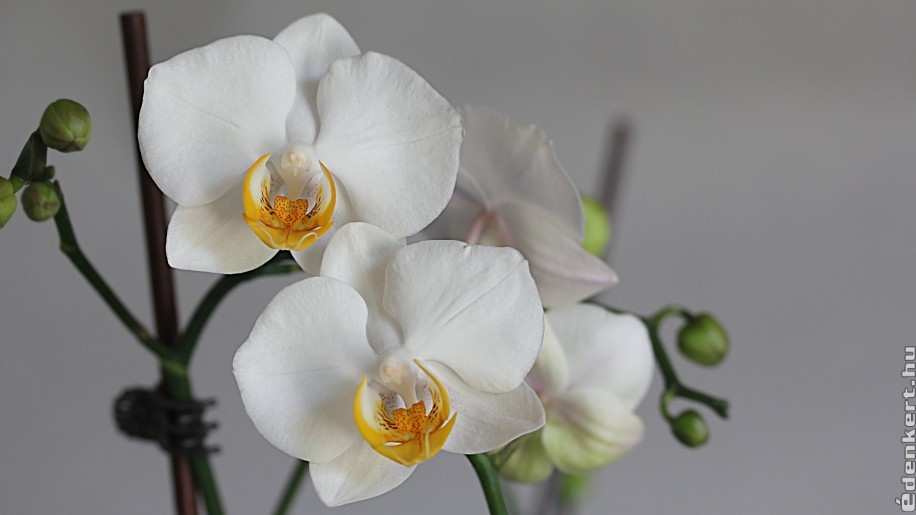 10 tipp, hogyan gondozd az orchideádat!