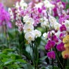 11 tipp, hogy a tiéd legyen a környék legszebb orchideája!