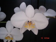 Akciós hulladékból orchidea