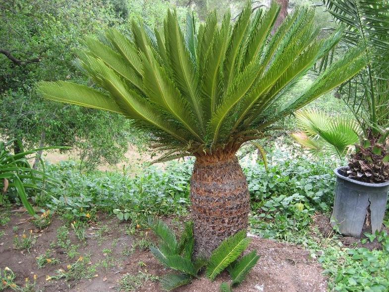 Cycas revoluta