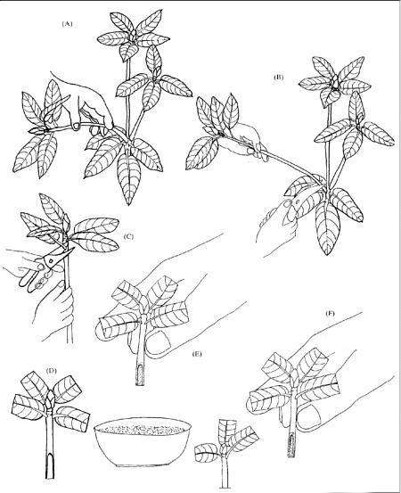 rododendron hajtásdugvány