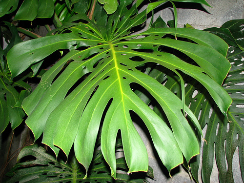 filodendron