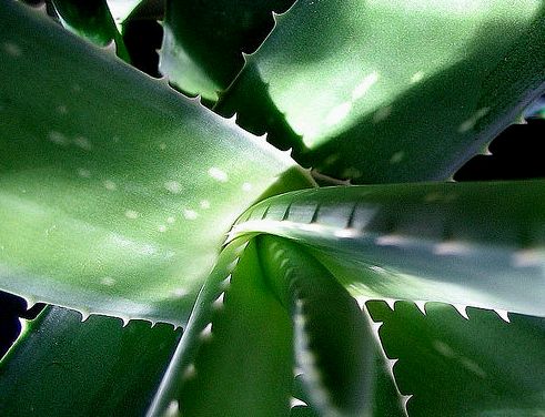 aloe vera