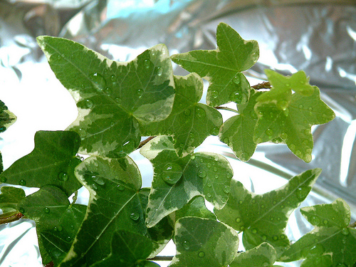 hedera vizes levelei