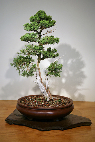 juniperus-sargentii