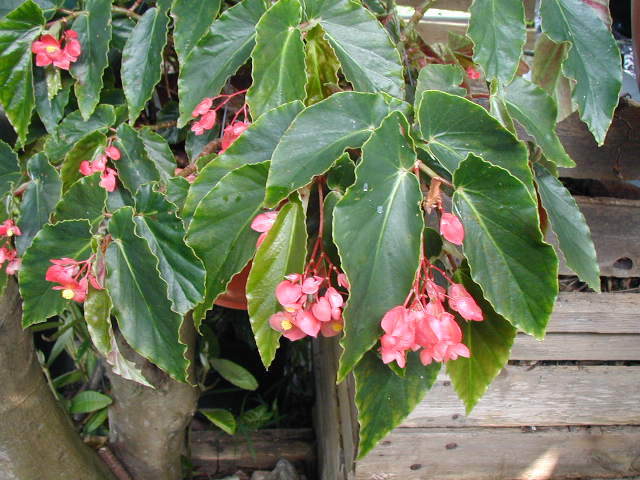 Begonia ´Anita Roseanna´