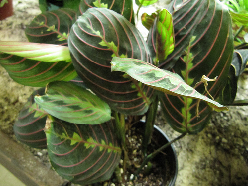 Maranta-leuconeura