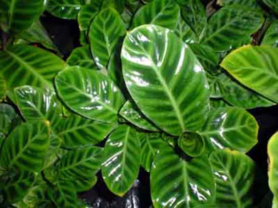 Maranta-zebrina