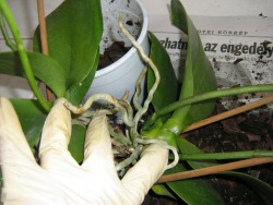 Orchidea otthoni tőosztása - kezdőknek is