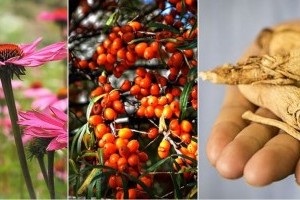Immunerősítő növények: kasvirág, homoktövis és a ginseng
