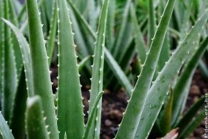 Aloe vera: így gondozzuk, hogy erős és egészséges legyen!