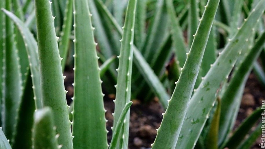 Aloe vera: így gondozzuk, hogy erős és egészséges legyen!