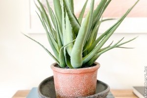 Aloe vera: egy igazi csodaszer, ennyi minden ellen be lehet vetni!