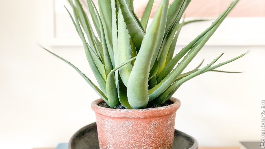 Aloe vera: egy igazi csodaszer, ennyi minden ellen be lehet vetni!