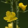 Hogyan ismerjük fel a közönséges párlófüvet (Agrimonia eupatoria)?