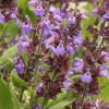 A gyógyító zsálya (Salvia officinalis): ennyi mindenre jó
