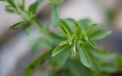 stevia növények a cukorbetegség kezelésében