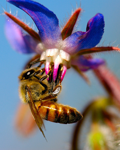 Az uborkaszagú Borágó (Borago officinalis)