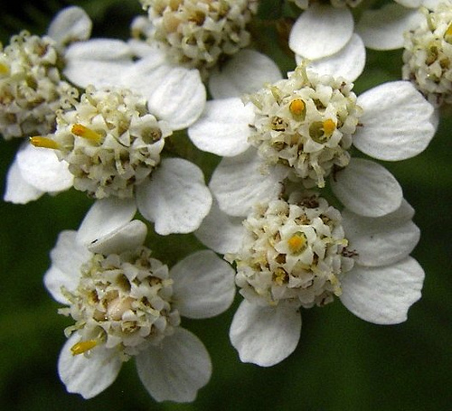 Cickafark (Achillea millefolium) - Achilleus gyógyfüve