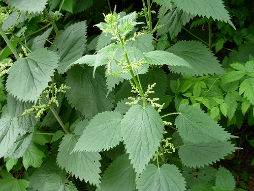 Györgytea Csalán (Urtica dioica) - Györgytea