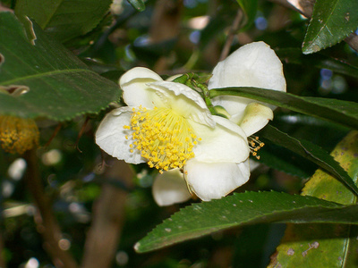 camellia-sinensis_400