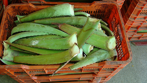 aloe levelei