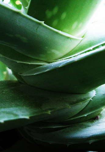 aloe vera levelek