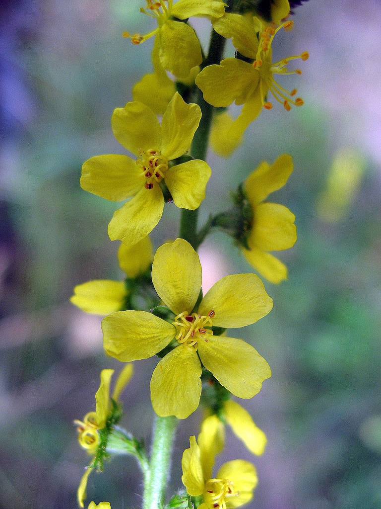 Agrimonia eupatoria, A közönséges párlófű