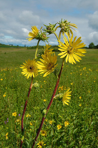 Silphium laciniatum