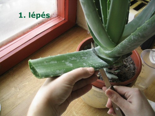 Készítsünk Aloe vera italt házilag - képes egészségrecept