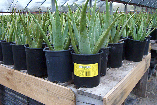 sok cserepes aloe