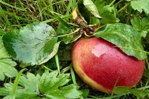 Milyen szerekkel védekezzünk az alma kórokozói és kártevői ellen?