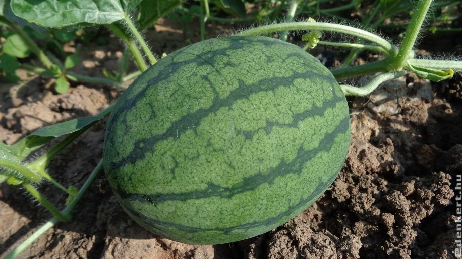 Amit a görögdinnye termesztéséről tudni kell! - 2. rész