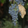 Mi szükséges a sikeres szőlőtermesztéshez? - 1. rész