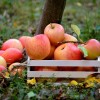 Hogyan tároljuk az almát, hogy friss és ép maradjon?