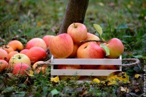 Hogyan tároljuk az almát, hogy friss és ép maradjon?