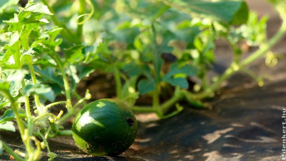 Sárgadinnye termesztése kiskertben: ezek a trükkjei!