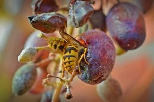 Hogyan védjük meg a csemegeszőlőt a darazsaktól, madaraktól?