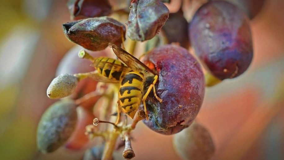 Hogyan védjük meg a csemegeszőlőt a darazsaktól, madaraktól?