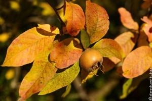 Méltatlanul feledett őszi-téli gyümölcsök: naspolya és birs