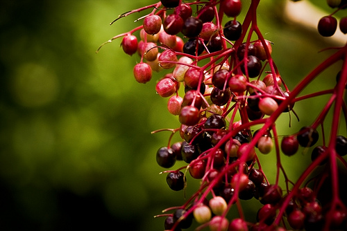 sambucus nigra