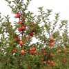 Intenzív almakoronák fenntartása