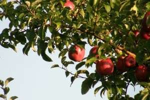 Hogyan ültessünk oltott törpe almafát?