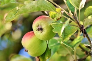 Szaporítható-e az alma magról?