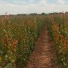 Nemzeti érdekünk a magyar gyümölcsfajták védelme