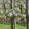 8 hasznos tipp a tavaszi gyümölcsfa ültetéshez!