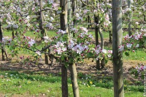 8 hasznos tipp a tavaszi gyümölcsfa ültetéshez!