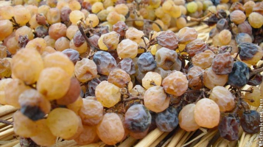 Szalmaborhoz töppesszünk szőlőt! Egy eljárás, amellyel kivédhetők a klímaváltozás kedvezőtlen hatásai a szőlőtermesztésben